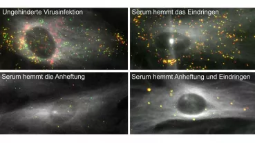 Hemmung unterschiedlicher Infektionsschritte durch Serumantikörper