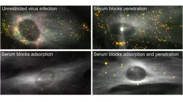 Inhibition of various steps of infection by serum antibodies
