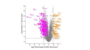 Vulcano plot showing differentially expressed proteins in Huwe1-deficient human podocytes compared to control cells. 
