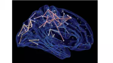 Brain functional connectivity
