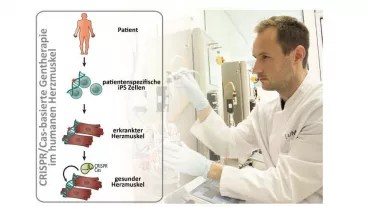 Die CRISPR/Cas-basierte Gentherapie wird im humanen iPS Zell-abgeleiteten Herzmuskel getestet.