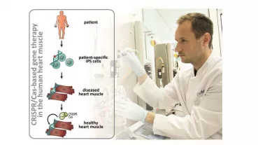 The CRISPR/Cas-based gene therapy will be tested in human iPS cell-derived heart muscle.