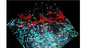 Distribution and interaction of lymphocytes in a Peyer’s Patch