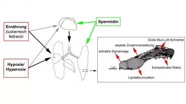Studiendesign und elektronenmikroskopische Aufnahme der pulmonalen Gasaustauschregion (prim. Vergrößerung 14.000x)