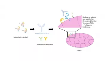 Monoklonale Antikörper, wie der gegen das Protein CA12 gerichtete 6A10, können durch extrazelluläre Vesikel generiert werden. Diese Antikörper erkennen spezifisch Tumor-assoziierte Faktoren und können daher an Tumorzellen binden.