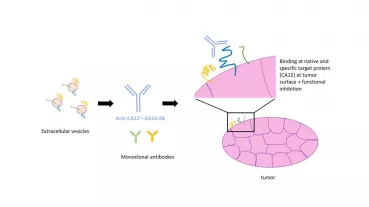 Monoclonal antibodies, like 6A10 targeting the protein CA12, can be generated by extracellular vesicles. These antibodies are specific for tumor-associated factors and can therefore bind to tumor cells.