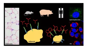 LRIG2 will be inhibited by monoclonal antibodies what decreases lipid retention in adipocytes and reduces fat tissues. Investigations will be done in mice, pigs, and humans.