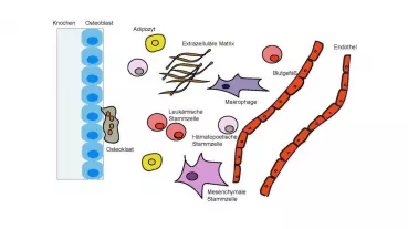 The bone marrow microenvironment is a complex entity composed of different cell populations and other elements. Within this complex system, periostin plays a key role for the intercellular communication.