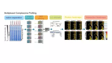Multiplexed complexome profiling