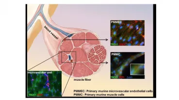 Expression of TREK1 in structures of the myovascular unit. 
