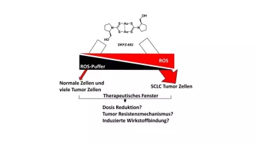 DKFZ-682 ist ein neuer Inhibitor des durch Thioredoxin regulierten Redox-Puffer-Systems. Dieses ist in SCLC besonders instabil und ermöglicht so die Selektivität des Wirkstoffes. Das Projekt fördert die Therapieoptimierung im Tumormodell.