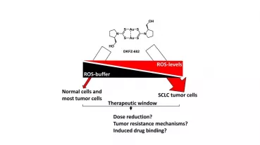 DKFZ-682 is a new inhibitor of the redox-buffer system regulated by thioredoxin. This system is particularly unstable in SCLC and thus enables the selectivity of the drug. The project promotes therapy optimization in a tumor model.