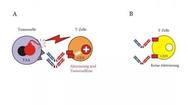 Gegen PSMA und CD3 gerichtete bsAb rekrutieren T Zellen gegen Tumorzellen (A). Um „off-target“ Aktivierung und damit Nebenwirkungen zu verhindern (B) muss ein möglichst restringiert auf Tumorzellen exprimiertes Zielantigen gewählt werden.