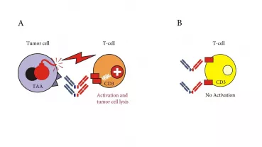 BsAb directed to PSMA and CD3 recruit T cells against tumor cells (A). To avoid “off target” activation and thus side effects (B), expression of the selected target antigen should be restricted to tumor cells.