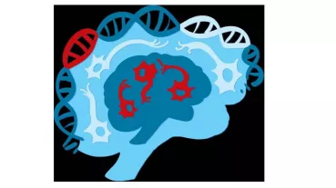 Pathogene Varianten in WDFY3 führen zu einer Entwicklungsverzögerung. Wir beobachteten je nach Art der Variante gegensätzliche Auswirkungen auf die Gehirngröße.