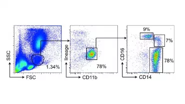 Identification of human blood monocytes