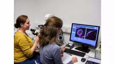 Imaging of immunofluorescent staining of pancreatic duct-like organoids generated from human induced pluripotent stem cells