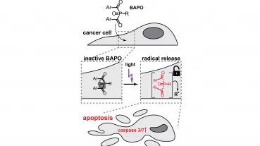 Image: Mode of action of BAPOs