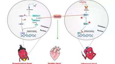 Image: Action of HectD3 in the heart