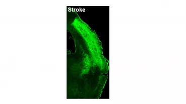 Image: Mouse section 