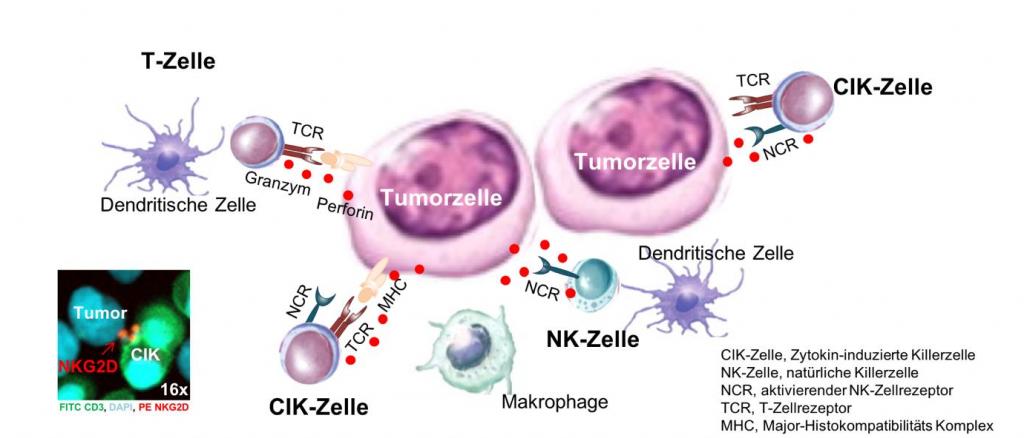 CIK-Tumor-Interaction