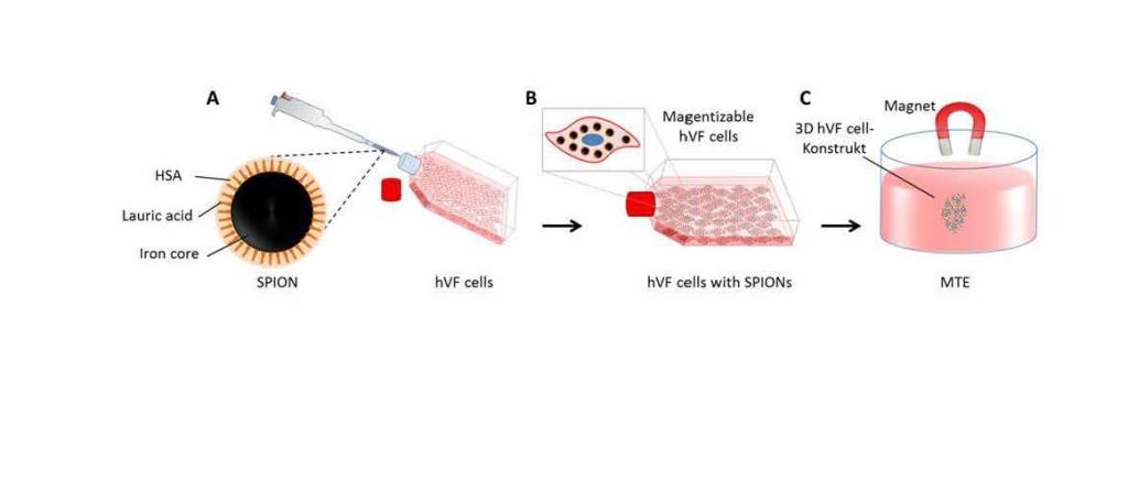 Caption: Schematic representation of Magnetic Tissue Engineering (MTE): A) Superparamagnetic iron oxide nanoparticles (SPION) uptake; (b) magnetic cell hybrids; C) 3D vocal fold cell-construct