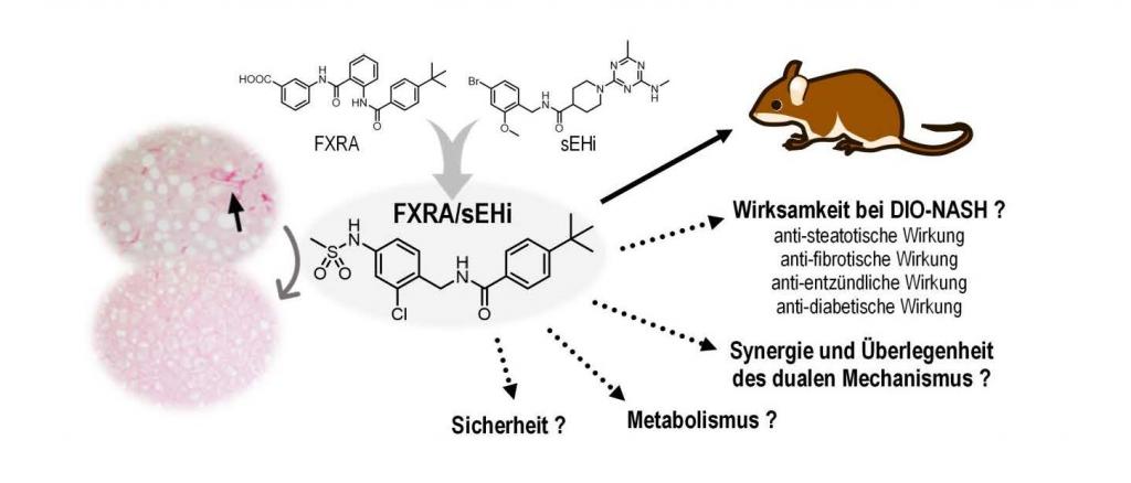 Der duale Farnesoid X Rezeptor/lösliche Epoxidhydrolase-Modulator (FXRA/sEHi) wurde durch rationale Pharmakophor-Kombination entwickelt und wird derzeit präklinisch auf (synergistische) Wirksamkeit und verbesserte Sicherheit geprüft.