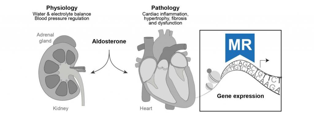 Cell type-specific impact of MR on gene expression in the heart