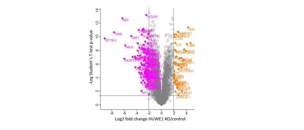 Vulcano plot showing differentially expressed proteins in Huwe1-deficient human podocytes compared to control cells. 