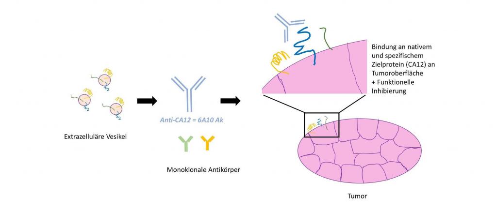 Monoklonale Antikörper, wie der gegen das Protein CA12 gerichtete 6A10, können durch extrazelluläre Vesikel generiert werden. Diese Antikörper erkennen spezifisch Tumor-assoziierte Faktoren und können daher an Tumorzellen binden.