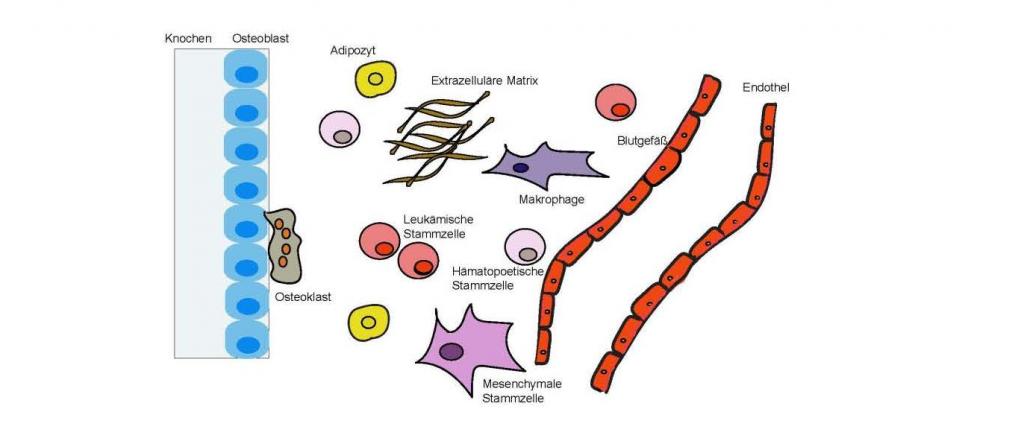 Das Knochenmarksmiromilieu ist ein komplexes System, das aus verschiedenen Zellen und anderen Bestandteilen besteht. Innerhalb dieses komplexen Systems spielt Periostin eine wichtige Rolle für die interzellläre Kommunikation.