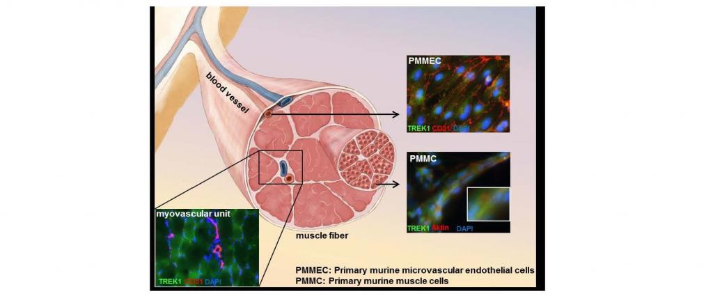 Expression of TREK1 in structures of the myovascular unit. 