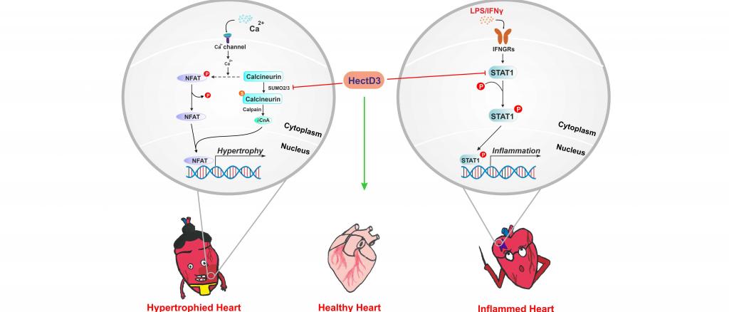 Image: Action of HectD3 in the heart